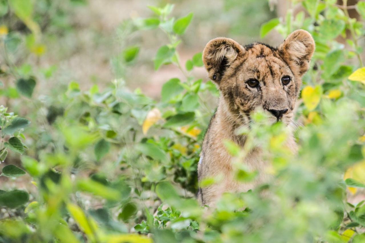 Hartbeestfontein Marataba Safari Lodge מראה חיצוני תמונה